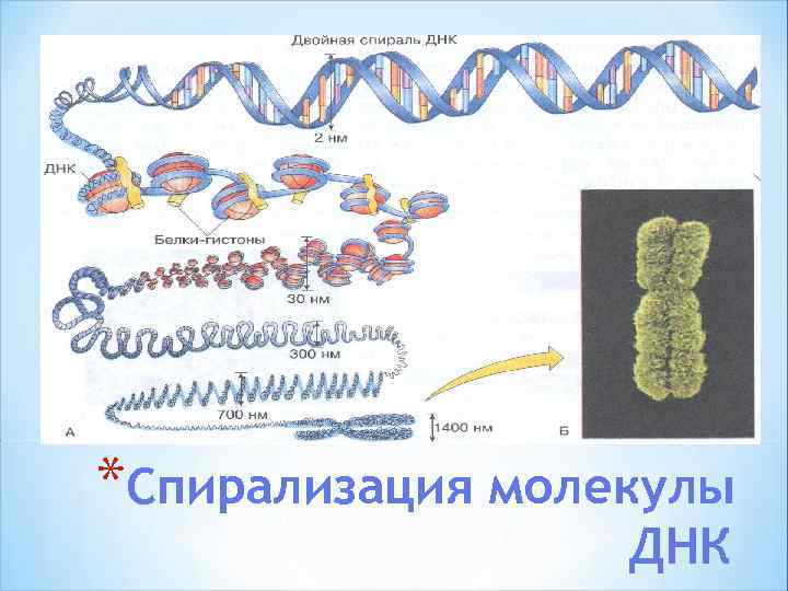 *Спирализация молекулы ДНК 