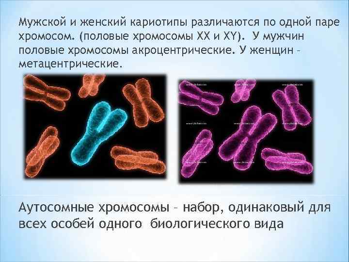 Мужской и женский кариотипы различаются по одной паре хромосом. (половые хромосомы ХХ и ХY).