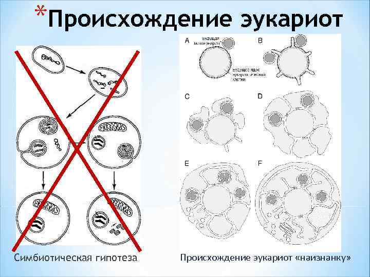 *Происхождение эукариот Симбиотическая гипотеза Происхождение эукариот «наизнанку» 