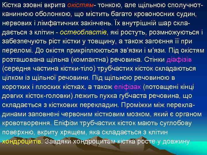 Кістка ззовні вкрита окістям- тонкою, але щільною сполучнотканинною оболонкою, що містить багато кровоносних судин,