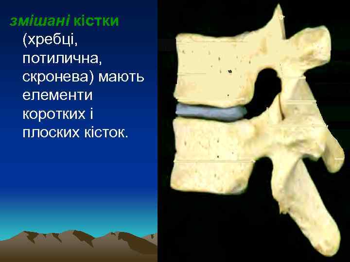 змішані кістки (хребці, потилична, скронева) мають елементи коротких і плоских кісток. 