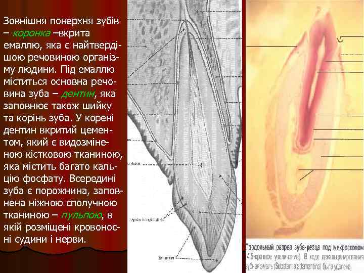 Зовнішня поверхня зубів – коронка –вкрита емаллю, яка є найтвердішою речовиною організму людини. Під