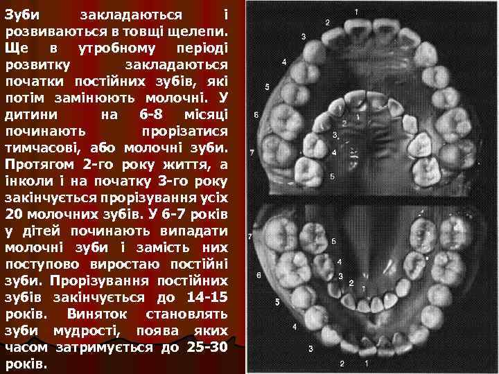 Зуби закладаються і розвиваються в товщі щелепи. Ще в утробному періоді розвитку закладаються початки