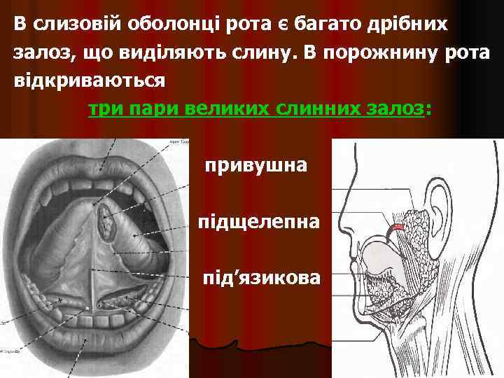 В слизовій оболонці рота є багато дрібних залоз, що виділяють слину. В порожнину рота