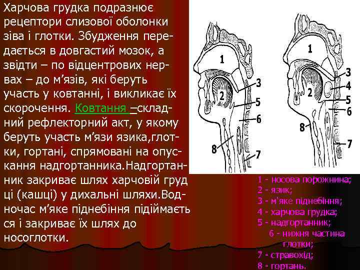Харчова грудка подразнює рецептори слизової оболонки зіва і глотки. Збудження передається в довгастий мозок,