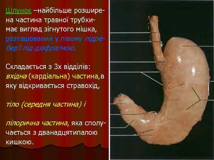 Шлунок –найбільше розширена частина травної трубкимає вигляд зігнутого мішка, розташований у лівому підре- бер’ї