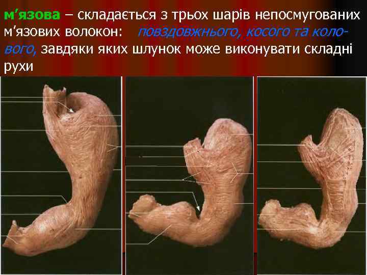 м’язова – складається з трьох шарів непосмугованих м’язових волокон: повздовжнього, косого та колового, завдяки