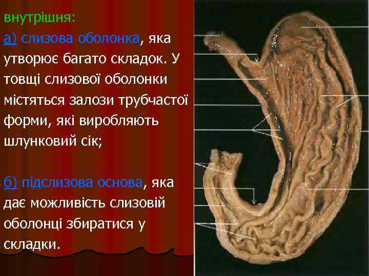 внутрішня: а) слизова оболонка, яка утворює багато складок. У товщі слизової оболонки містяться залози