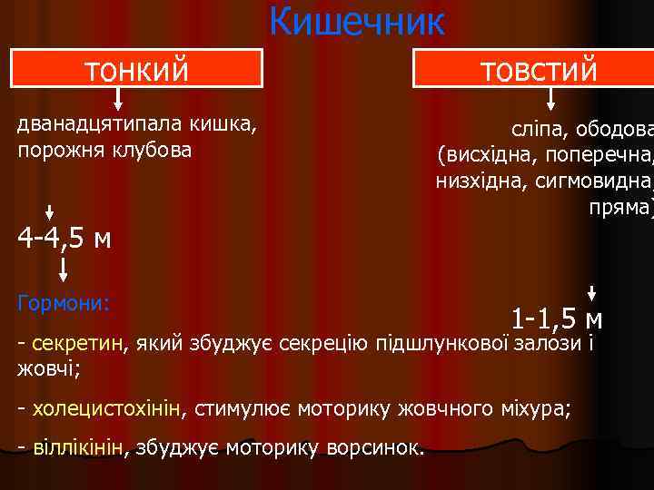 Кишечник тонкий дванадцятипала кишка, порожня клубова 4 -4, 5 м Гормони: товстий сліпа, ободова
