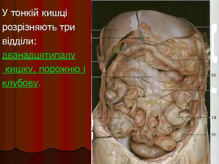 У тонкій кишці розрізняють три відділи: дванадцятипалу кишку, порожню і клубову. 