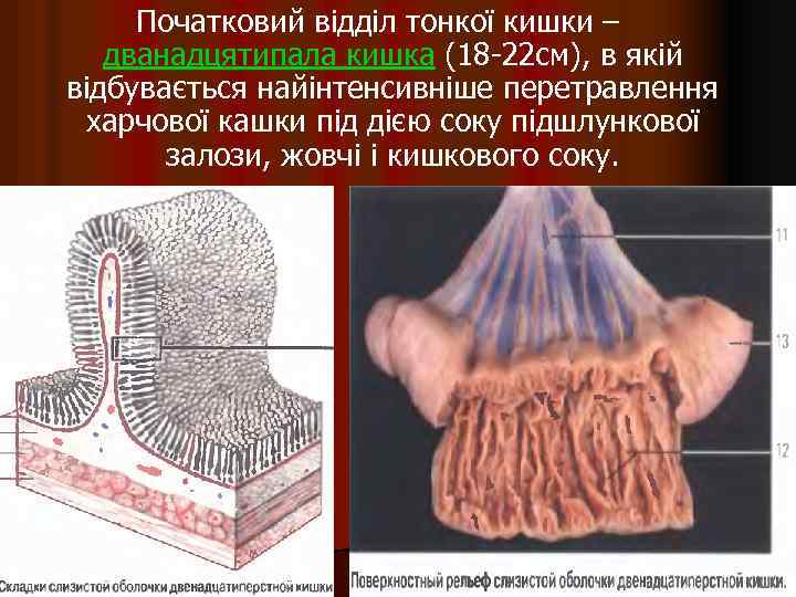 Початковий відділ тонкої кишки – дванадцятипала кишка (18 -22 см), в якій відбувається найінтенсивніше