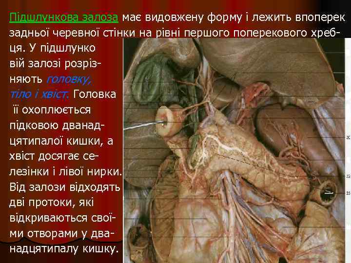 Підшлункова залоза має видовжену форму і лежить впоперек задньої черевної стінки на рівні першого