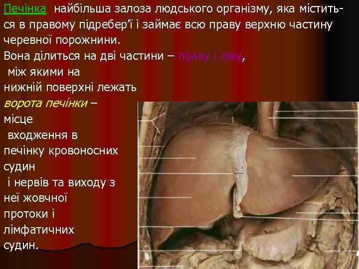 Печінка найбільша залоза людського організму, яка міститься в правому підребер’ї і займає всю праву