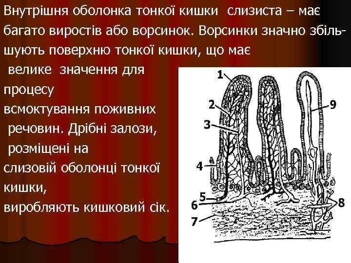 Внутрішня оболонка тонкої кишки слизиста – має багато виростів або ворсинок. Ворсинки значно збільшують