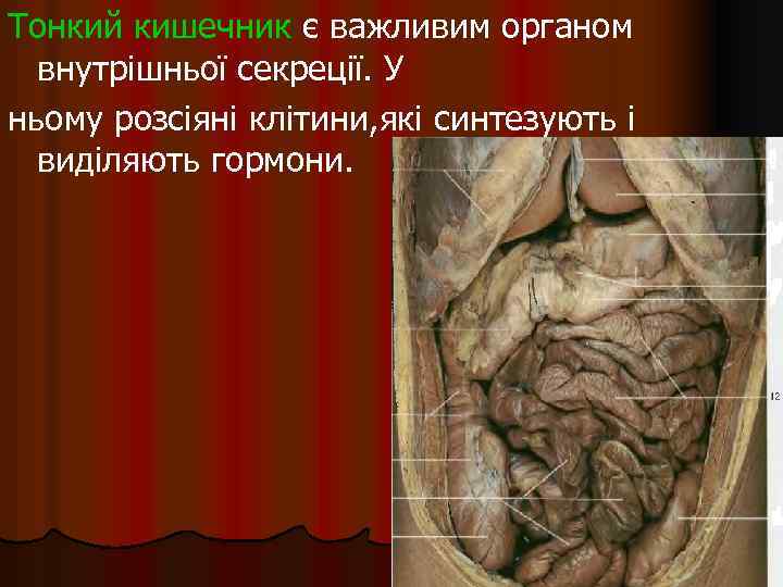 Тонкий кишечник є важливим органом внутрішньої секреції. У ньому розсіяні клітини, які синтезують і