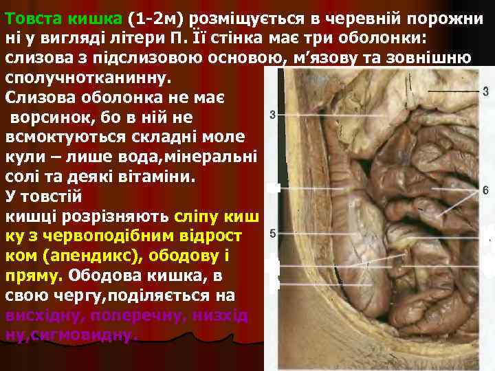 Товста кишка (1 -2 м) розміщується в черевній порожни ні у вигляді літери П.