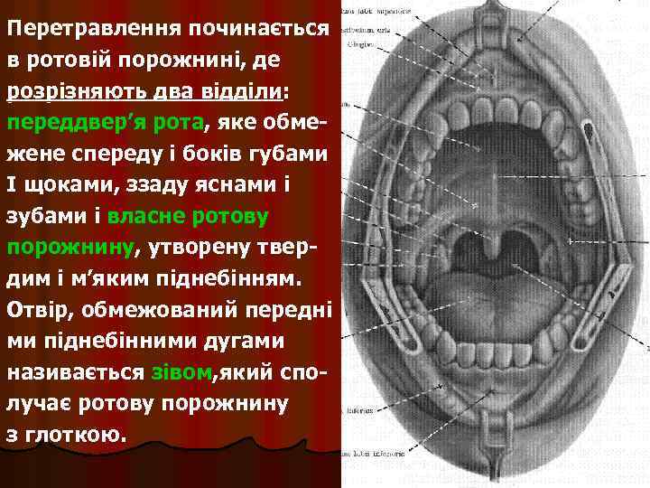 Перетравлення починається в ротовій порожнині, де розрізняють два відділи: переддвер’я рота, яке обмежене спереду