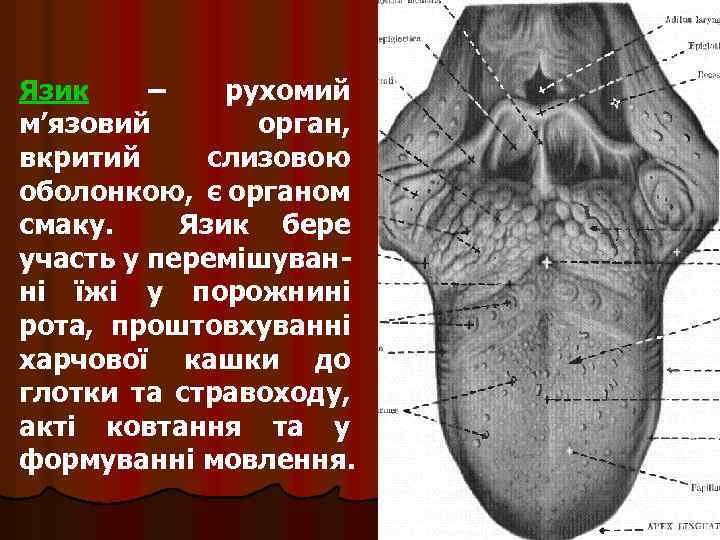 Язик – рухомий м’язовий орган, вкритий слизовою оболонкою, є органом смаку. Язик бере участь