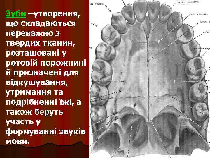 Зуби –утворення, що складаються переважно з твердих тканин, розташовані у ротовій порожнині й призначені