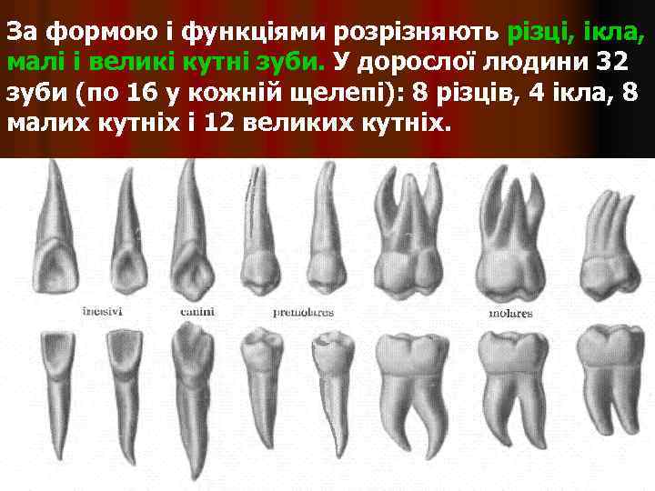 За формою і функціями розрізняють різці, ікла, малі і великі кутні зуби. У дорослої