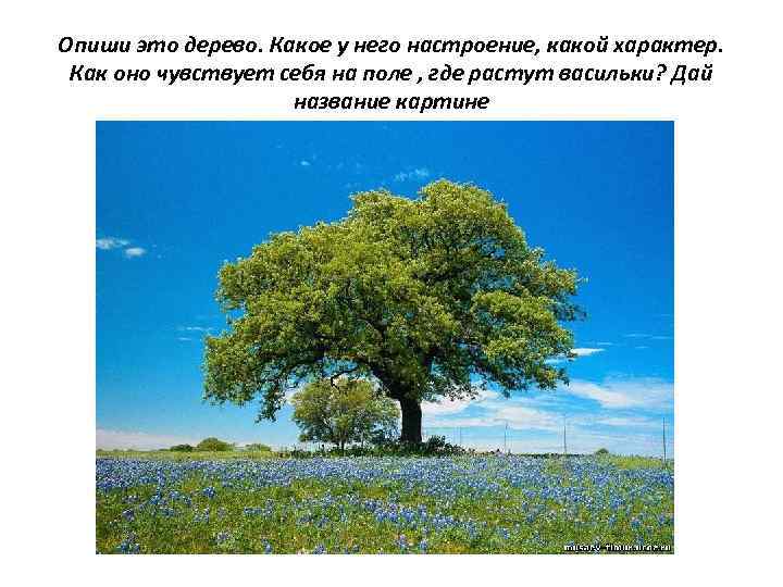 Опиши это дерево. Какое у него настроение, какой характер. Как оно чувствует себя на