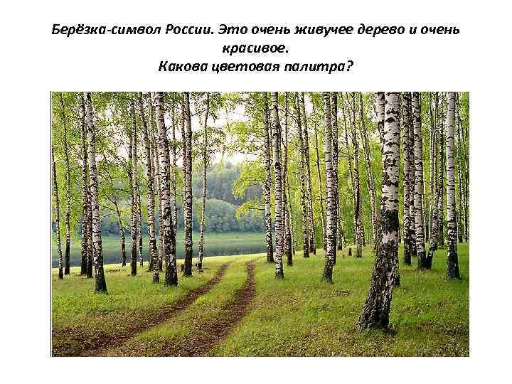 Берёзка-символ России. Это очень живучее дерево и очень красивое. Какова цветовая палитра? 