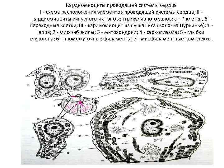 Кардиомиоциты проводящей системы сердца I - схема расположения элементов проводящей системы сердца; II кардиомиоциты