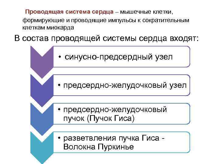 Проводящая система сердца – мышечные клетки, формирующие и проводящие импульсы к сократительным клеткам миокарда