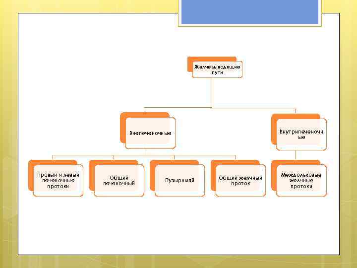 Желчевыводящие пути Внутрипеченочн ые Внепеченочные Правый и левый печеночные протоки Общий печеночный Пузырнывй Общий