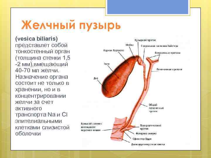 Желчный пузырь (vesica biliaris) представлет собой тонкостенный орган (толщина стенки 1, 5 -2 мм),