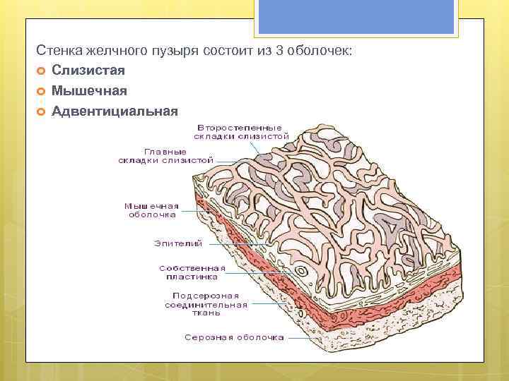 Стенка желчного пузыря состоит из 3 оболочек: Слизистая Мышечная Адвентициальная 