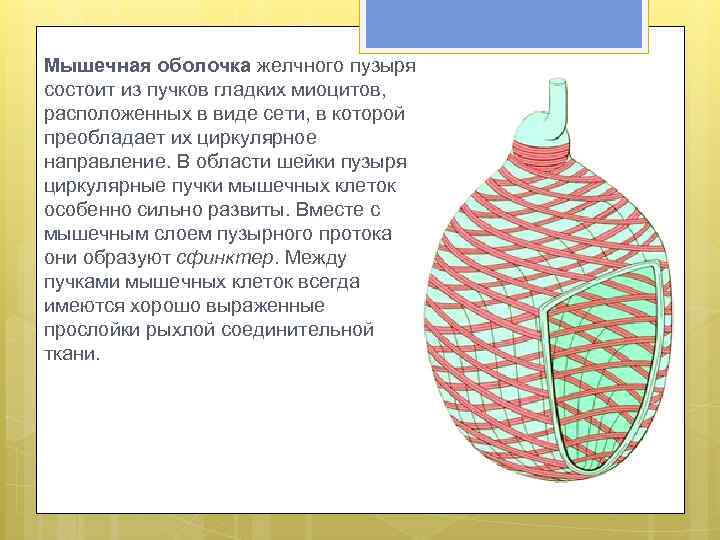 Мышечная оболочка желчного пузыря состоит из пучков гладких миоцитов, расположенных в виде сети, в