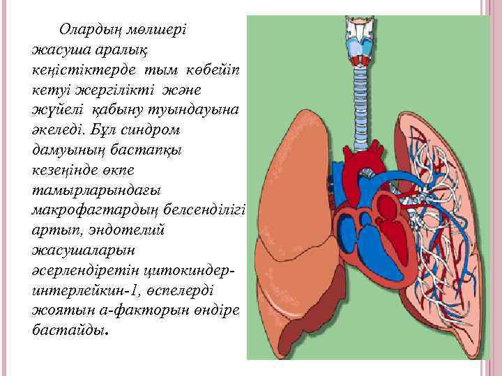 Олардың мөлшері жасуша аралық кеңістіктерде тым көбейіп кетуі жергілікті және жүйелі қабыну туындауына