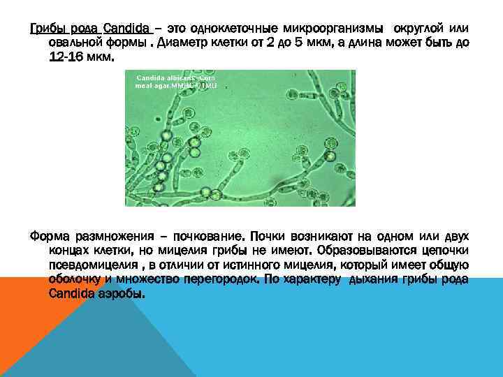 Грибы рода Candida – это одноклеточные микроорганизмы округлой или овальной формы. Диаметр клетки от