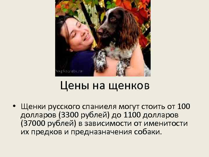 Цены на щенков • Щенки русского спаниеля могут стоить от 100 долларов (3300 рублей)