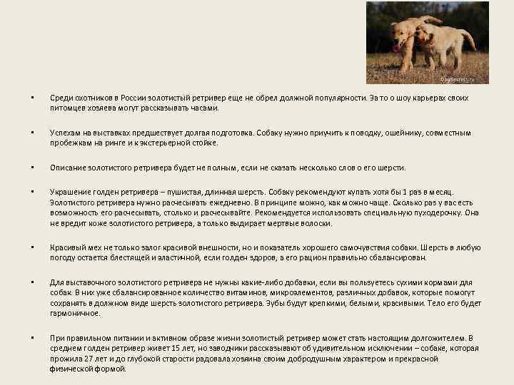  • Среди охотников в России золотистый ретривер еще не обрел должной популярности. За