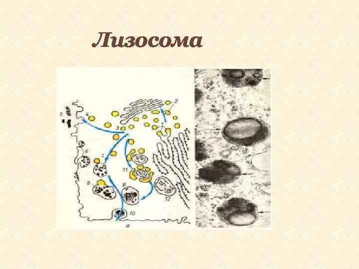 Местом образования лизосом является. Лизосомы строение рисунок. Лизосомы рисунок биология. Лизосомы строение чб.