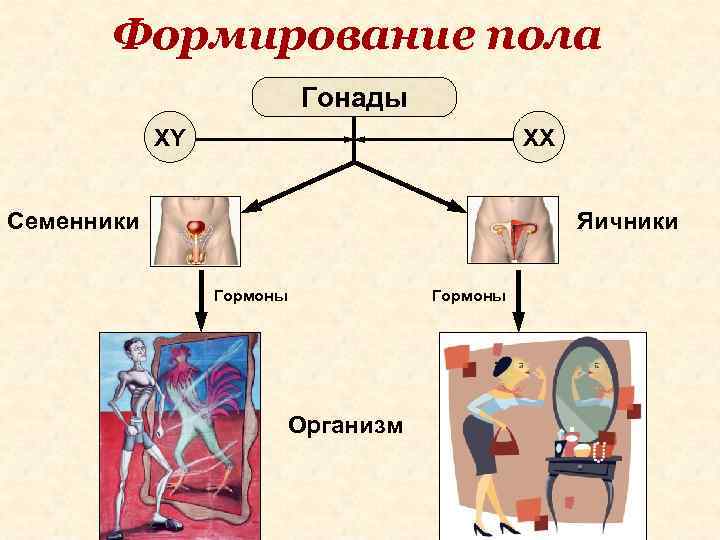 Формирование пола Гонады XY XX Семенники Яичники Гормоны Организм 