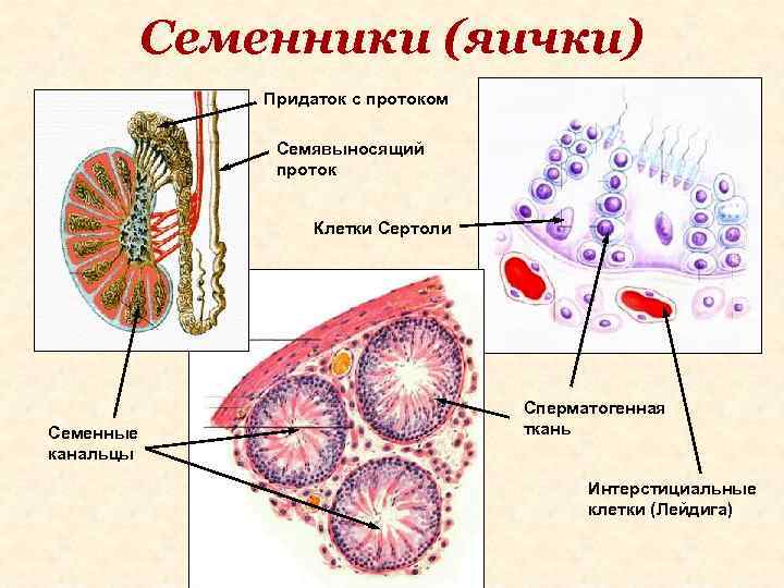 Семенники (яички) Придаток с протоком Семявыносящий проток Клетки Сертоли Семенные канальцы Сперматогенная ткань Интерстициальные