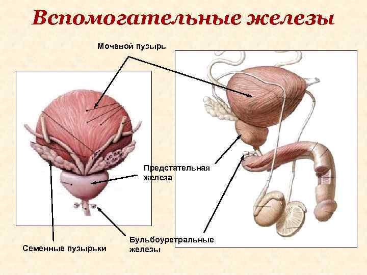 Вспомогательные железы Мочевой пузырь Предстательная железа Семенные пузырьки Бульбоуретральные железы 