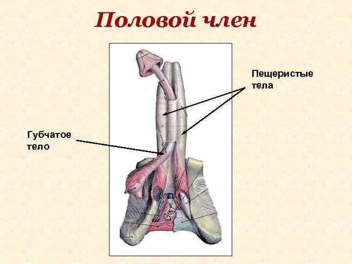 Половой член Пещеристые тела Губчатое тело 