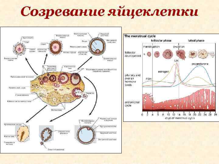 Созревание яйцеклетки 