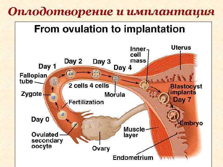 Оплодотворение и имплантация 