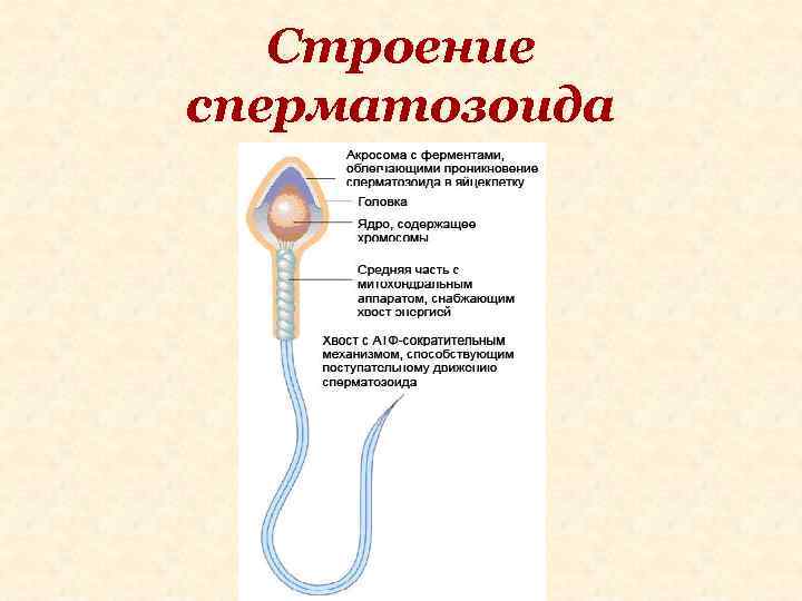 Строение сперматозоида 