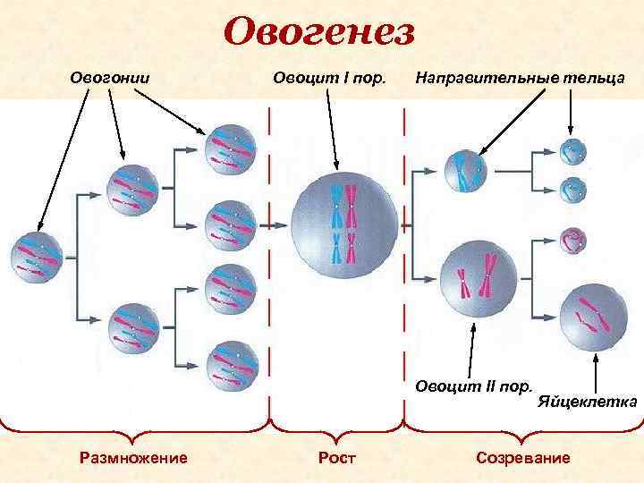 Овогенез Овогонии Овоцит I пор. Направительные тельца Овоцит II пор. Размножение Рост Яйцеклетка Созревание