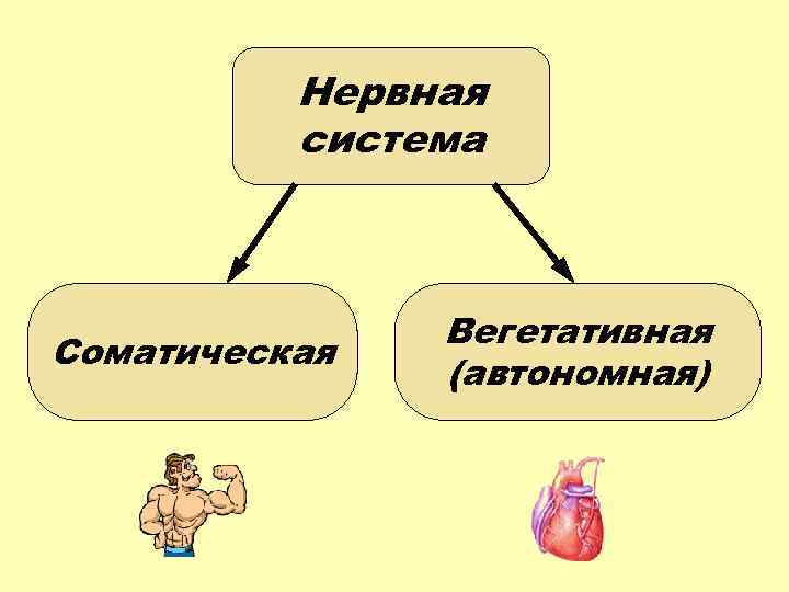 Нервная система Соматическая Вегетативная (автономная) 