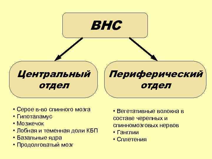 ВНС Центральный отдел • Серое в-во спинного мозга • Гипоталамус • Мозжечок • Лобная