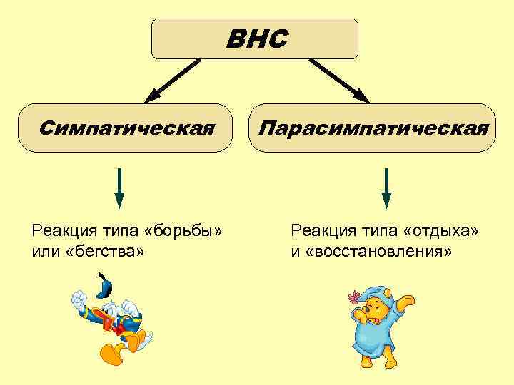 ВНС Симпатическая Реакция типа «борьбы» или «бегства» Парасимпатическая Реакция типа «отдыха» и «восстановления» 