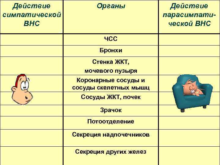 Действие симпатической ВНС Органы ЧСС Бронхи Стенка ЖКТ, мочевого пузыря Коронарные сосуды и сосуды