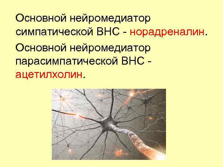 Основной нейромедиатор симпатической ВНС - норадреналин. Основной нейромедиатор парасимпатической ВНС - ацетилхолин. 